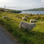 Ovce skotsko