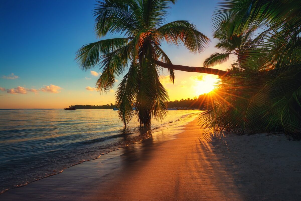 Palma na pláži pri západu slunce