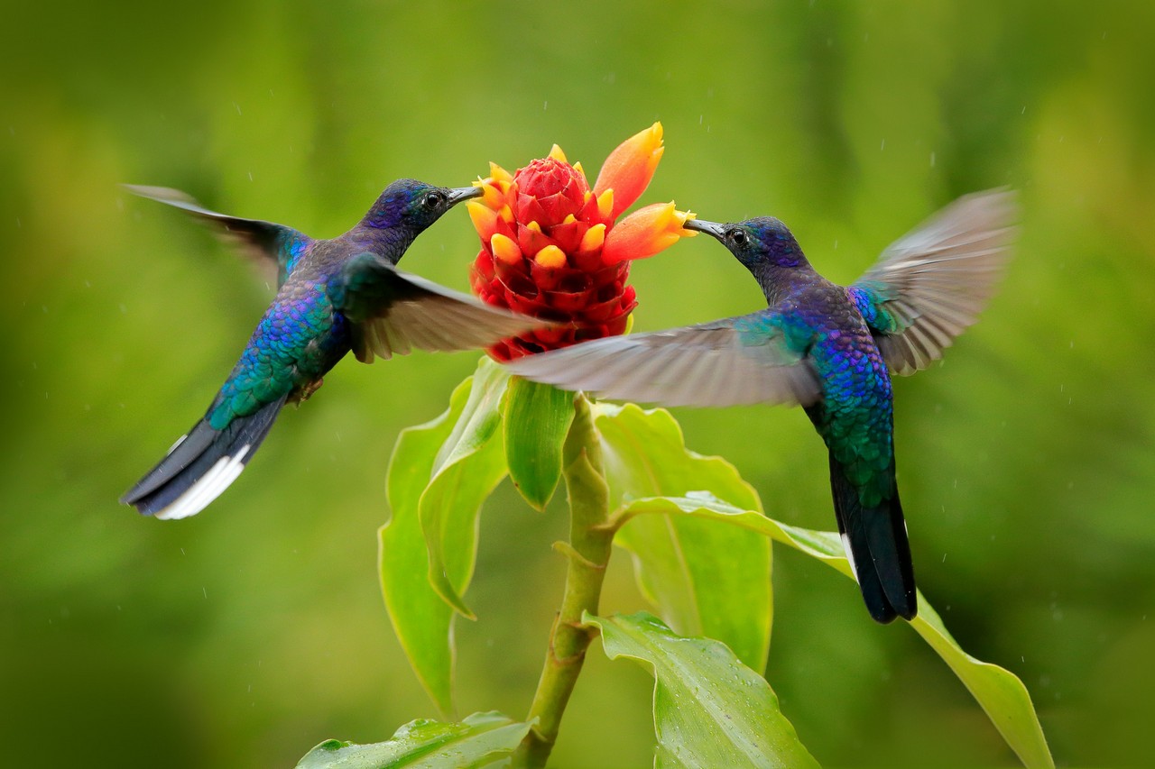 Ptáci opilující květ