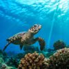 Želva s podmořským dnem