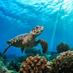 Želva s podmořským dnem