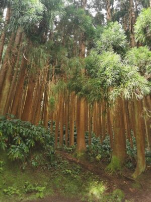 Les Cryptomeria japonica