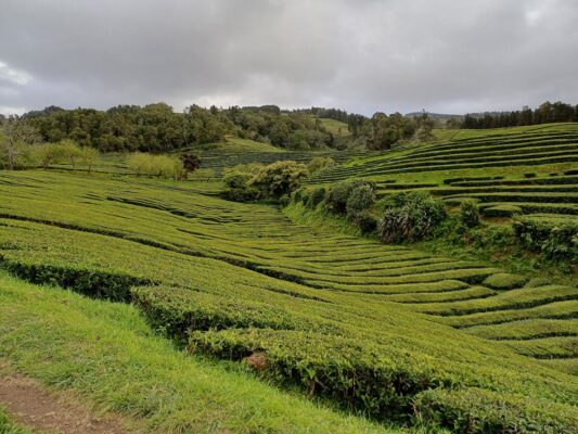 Čajová plantáž na ostrově São Miguel